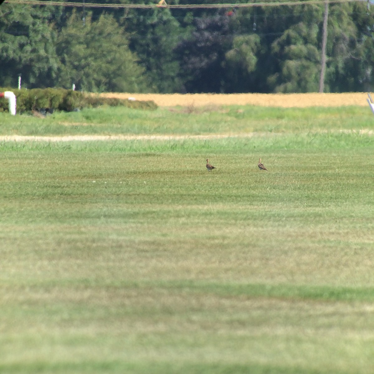 Upland Sandpiper - Sandra Keller