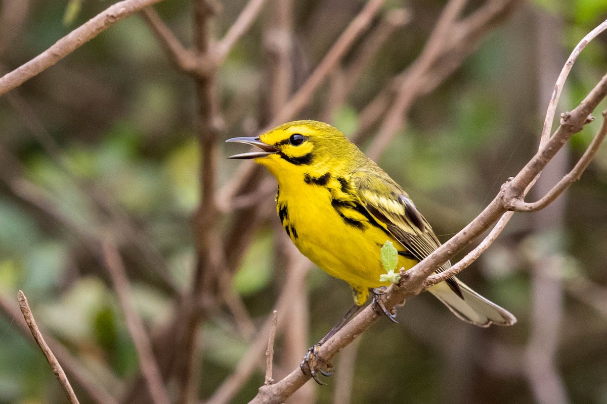 Prairie Warbler - Bob Friedrichs