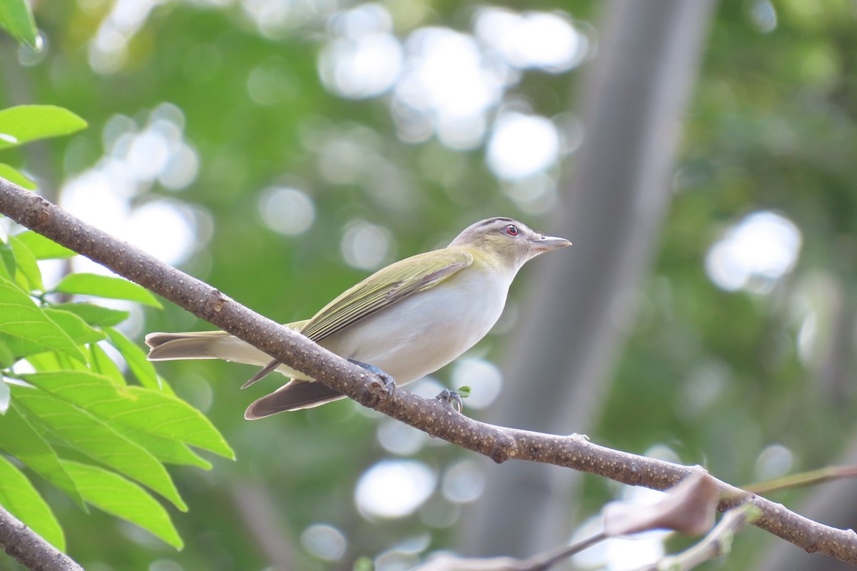 rødøyevireo - ML324989721