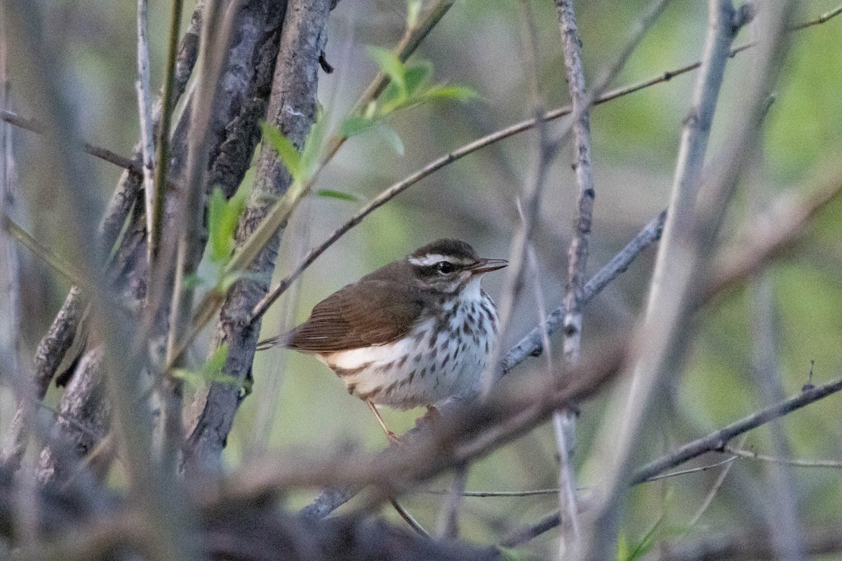 Louisiana Waterthrush - ML324991521