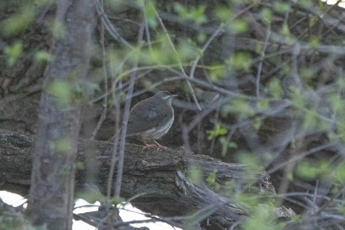 Louisiana Waterthrush - ML324991561