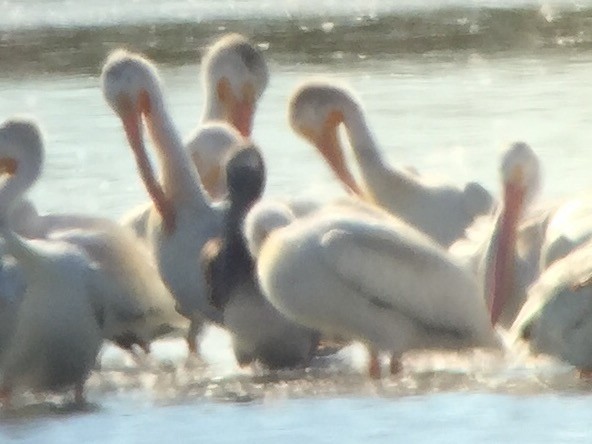 pelikán hnědý - ML32499191