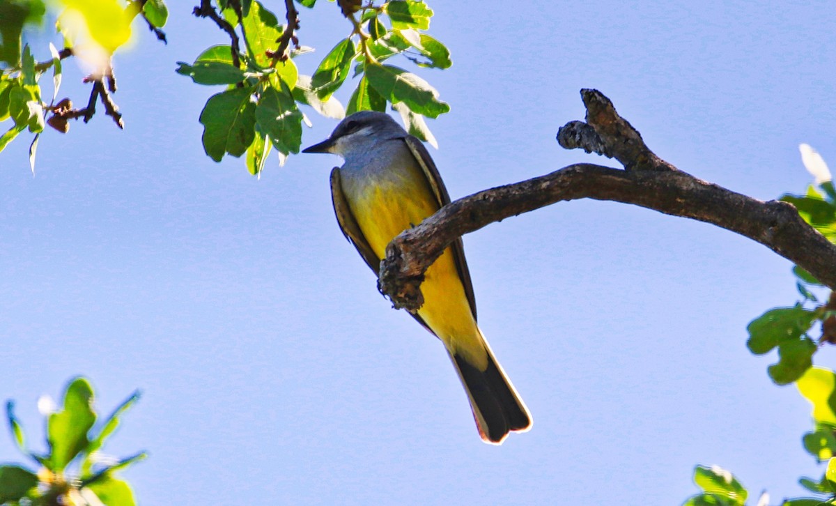 Western Kingbird - ML324991971