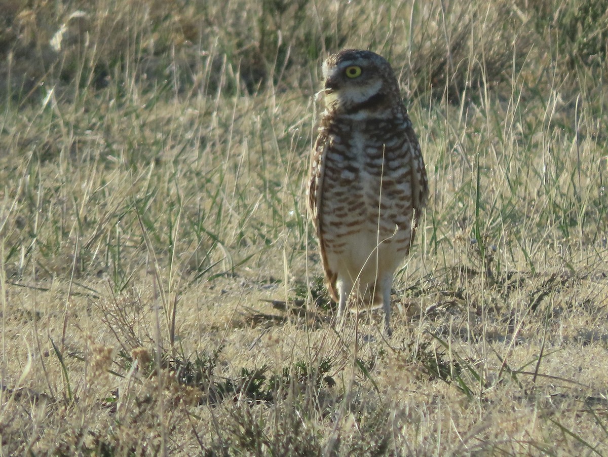 Burrowing Owl - ML324992181