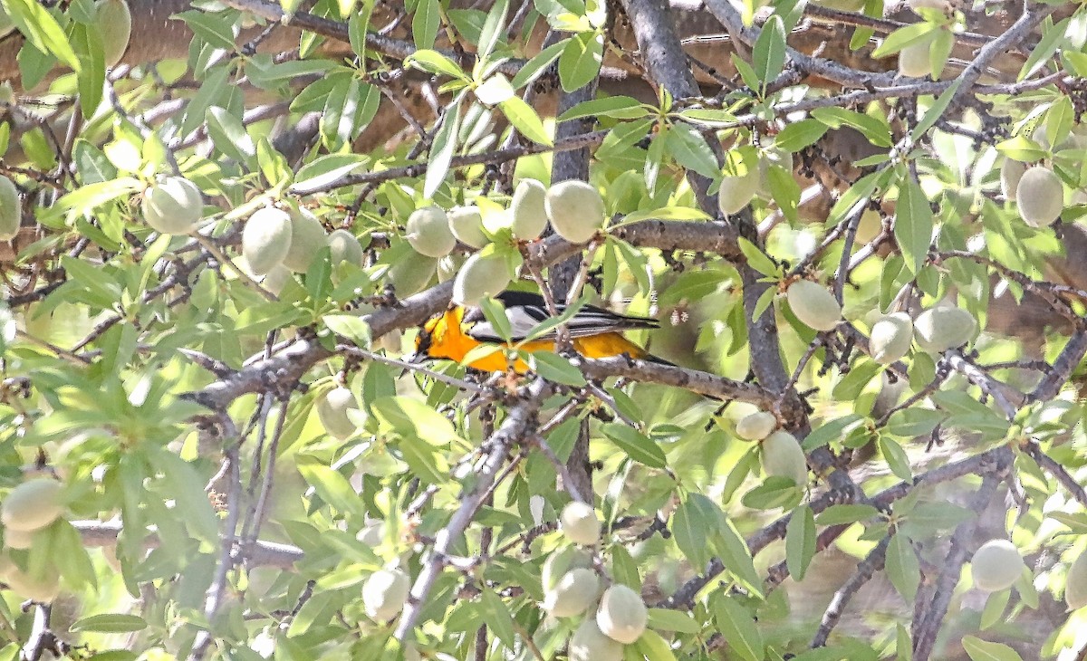 Bullock's Oriole - ML324992261