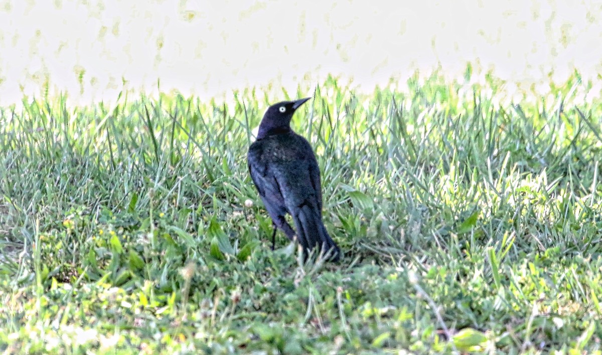 Brewer's Blackbird - ML324992481