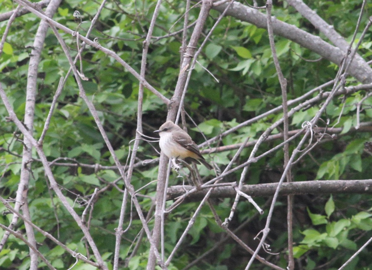 Vermilion Flycatcher - ML324992531