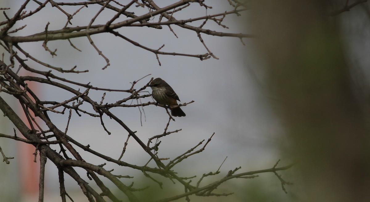 Vermilion Flycatcher - ML324992561