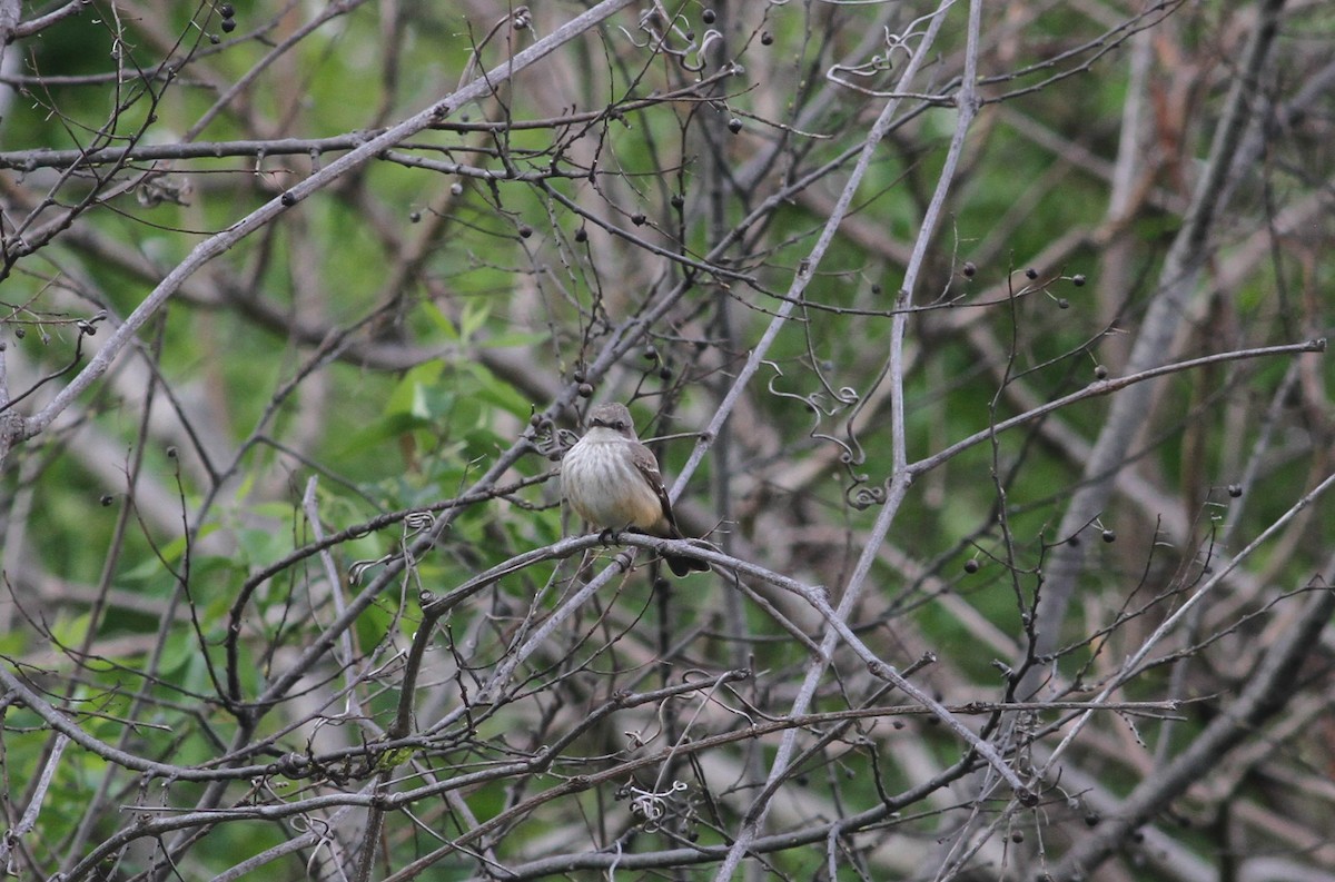 Vermilion Flycatcher - ML324992591