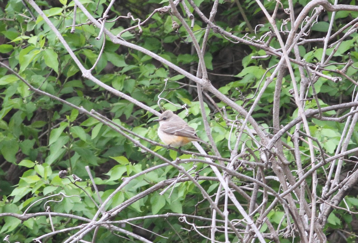 Vermilion Flycatcher - ML324992691