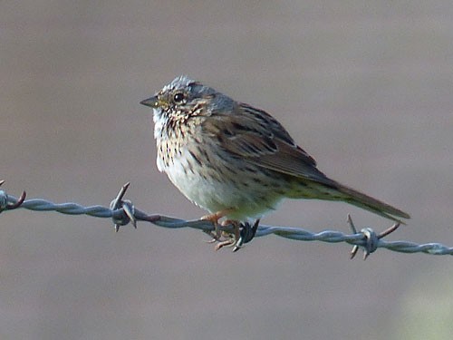 Lincoln's Sparrow - ML32499271