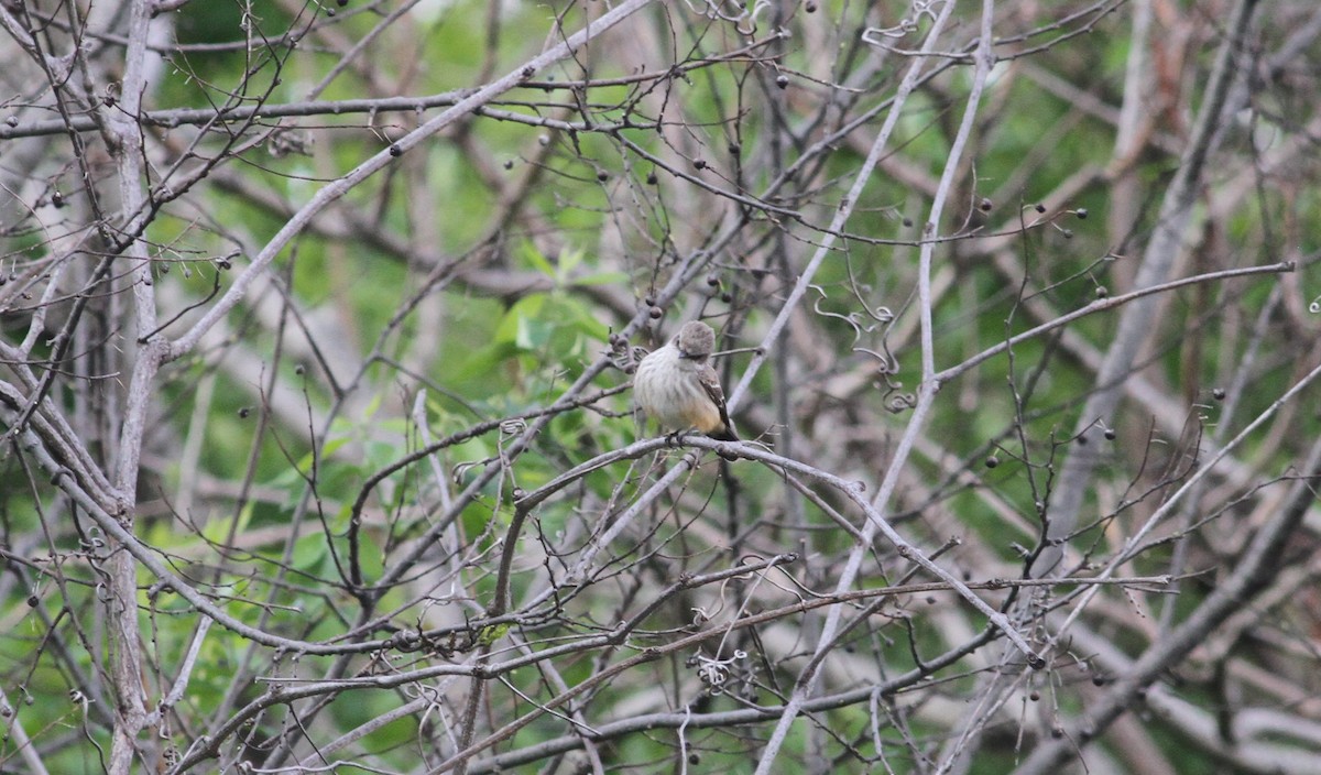 Vermilion Flycatcher - ML324992751