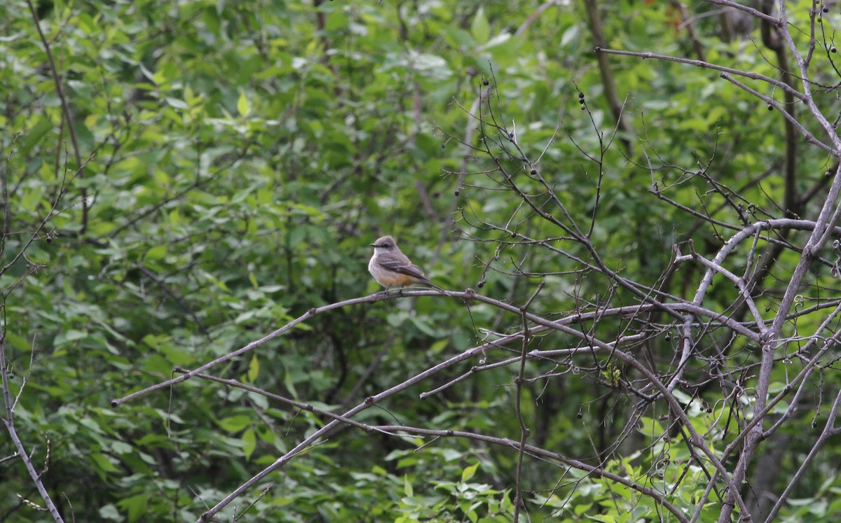 Vermilion Flycatcher - ML324992771