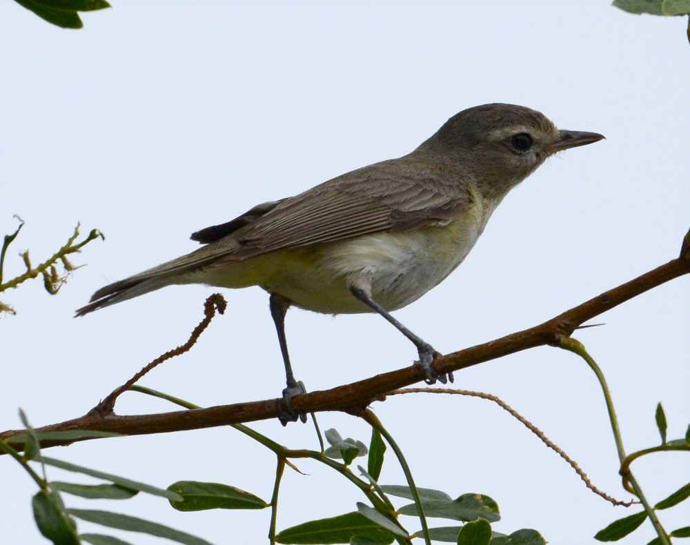 Warbling Vireo (Western) - Jay Wilbur