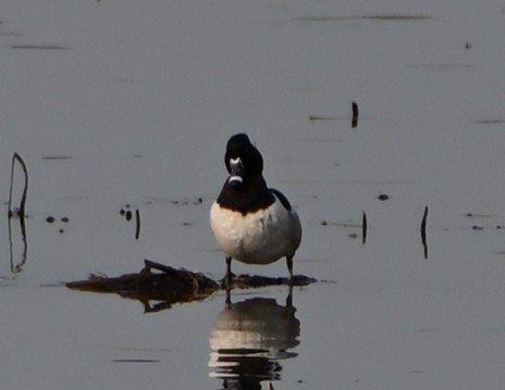 Ring-necked Duck - FELIX-MARIE AFFA'A