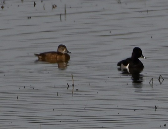 Ring-necked Duck - FELIX-MARIE AFFA'A