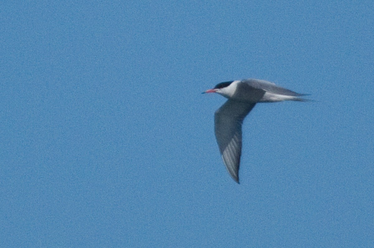 Common Tern - ML324994091