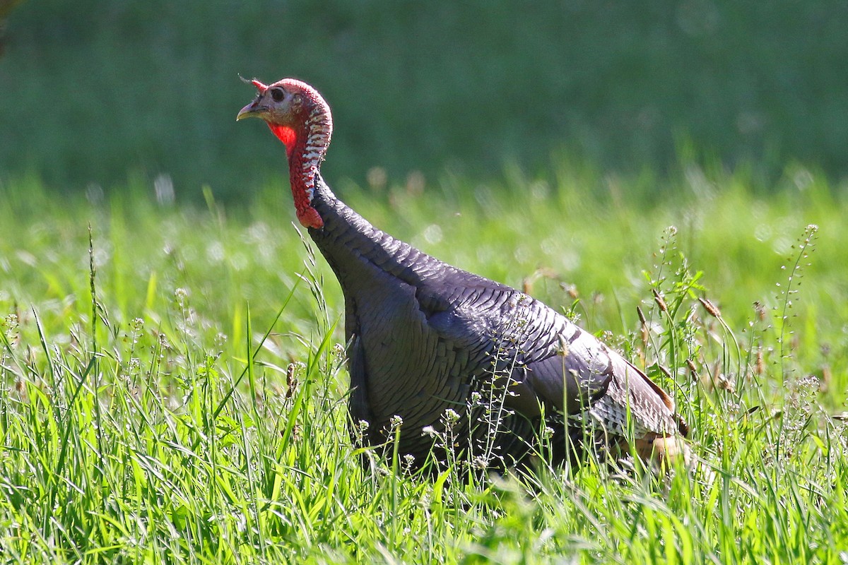 Wild Turkey - ML324994601