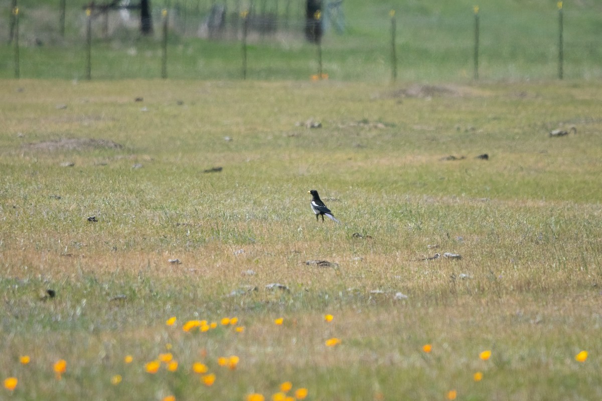 Yellow-billed Magpie - ML324994891