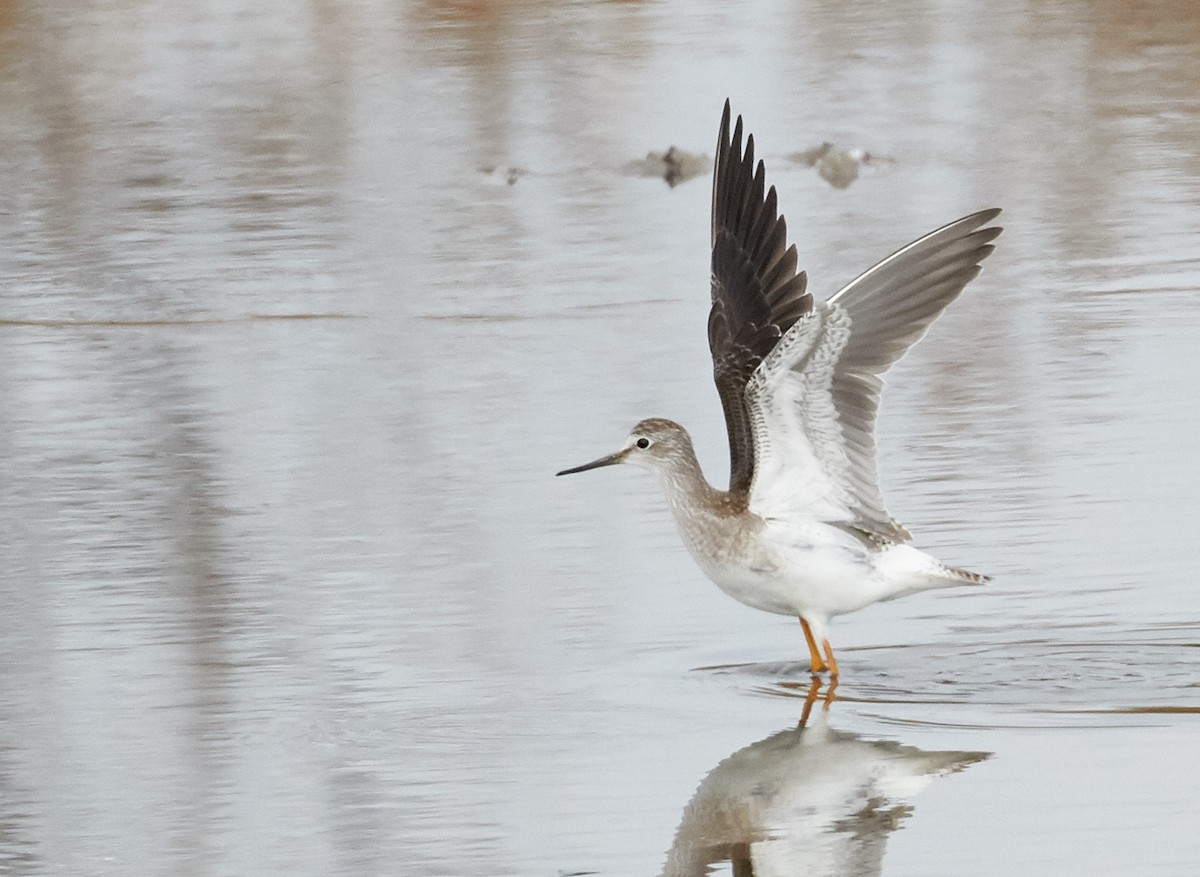 Lesser Yellowlegs - ML32499531