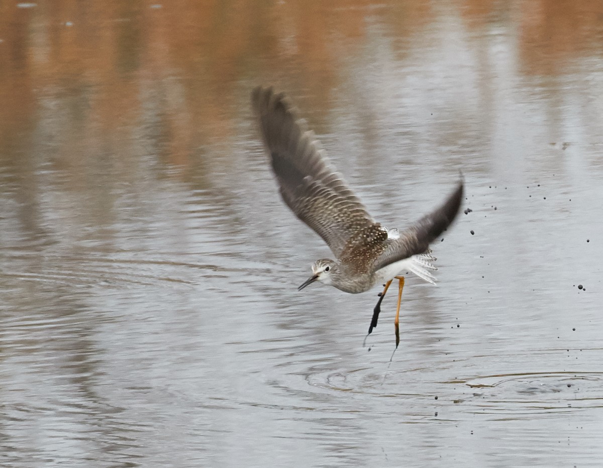 Lesser Yellowlegs - ML32499541