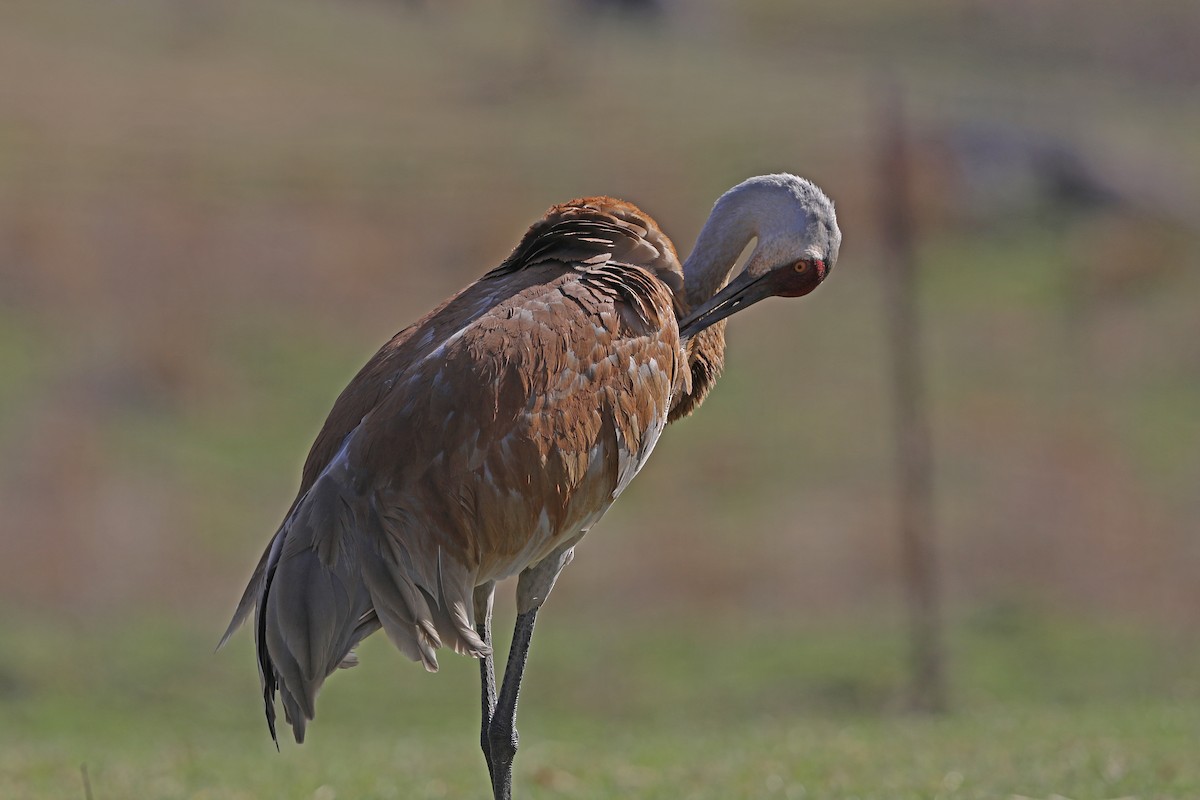 Sandhill Crane - Julie Blue