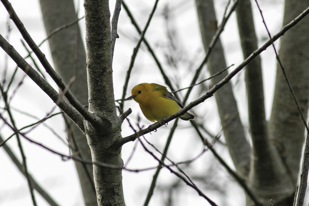 Prothonotary Warbler - ML324996371