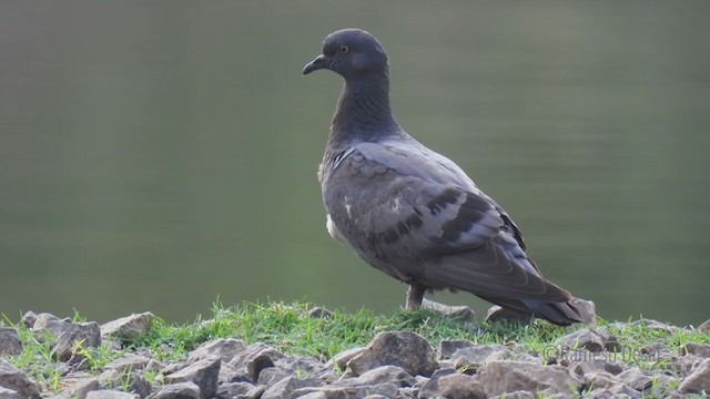 Rock Pigeon (Feral Pigeon) - ML324996791