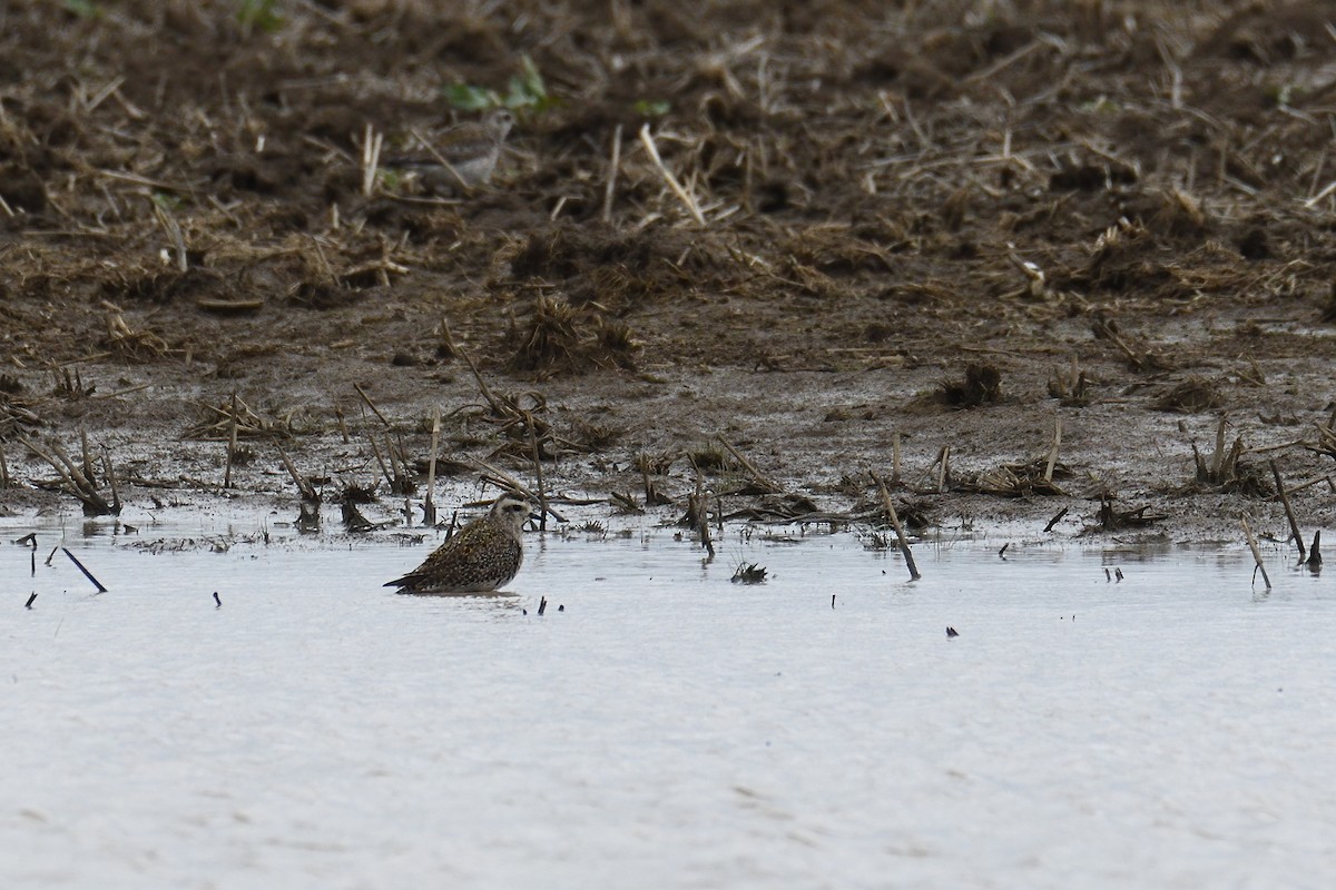 American Golden-Plover - Vern Wilkins 🦉