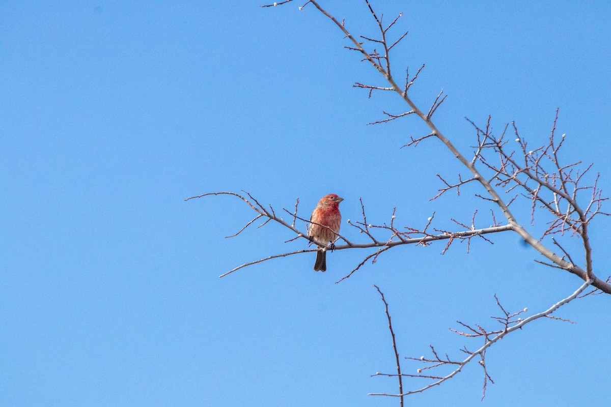 House Finch - ML325000211