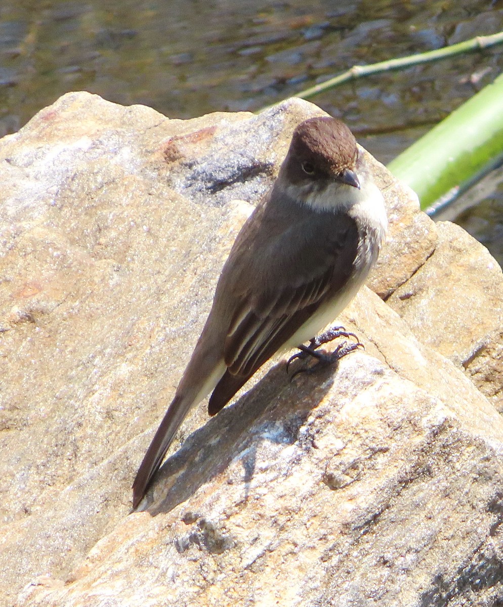 Eastern Phoebe - ML325002861