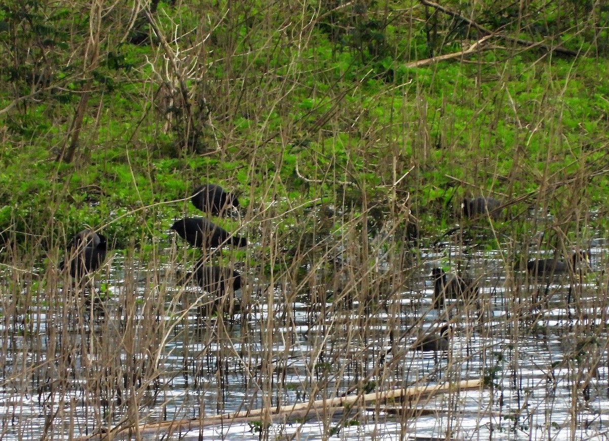 American Coot - Albeiro Erazo Farfán