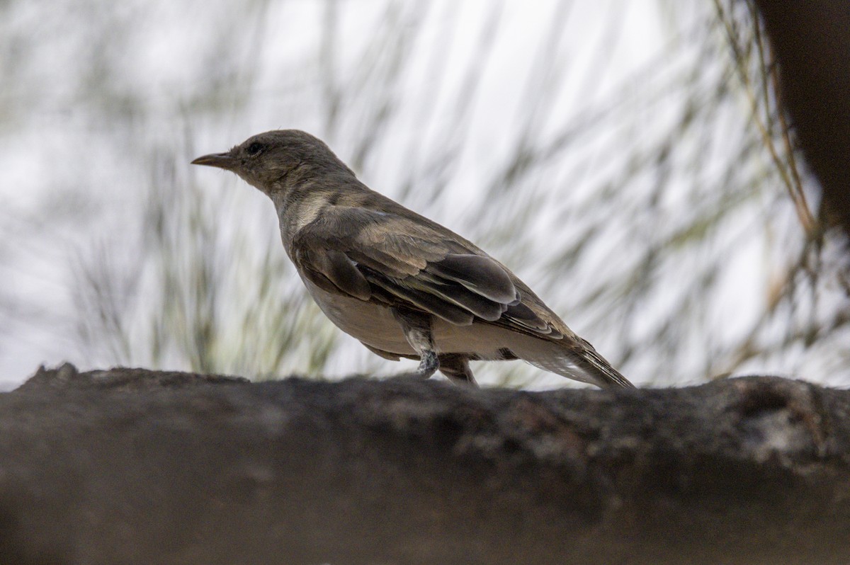 Gray Honeyeater - ML325005281