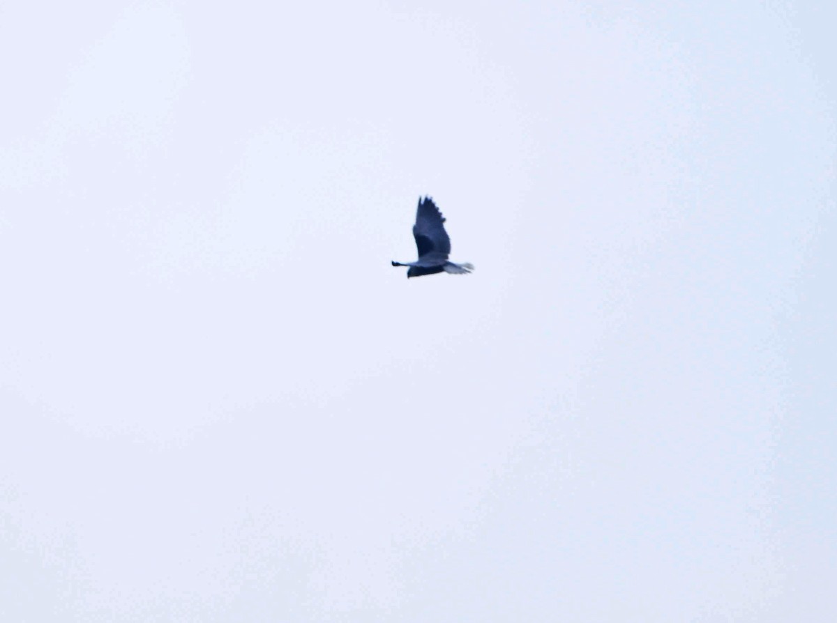 Black-winged Kite - Vishnu Nandakumar