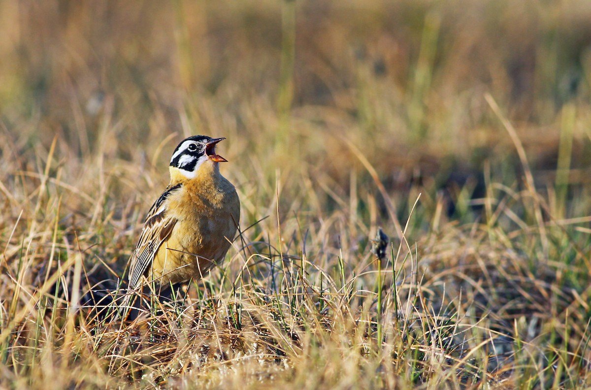 Smith's Longspur - ML32500611