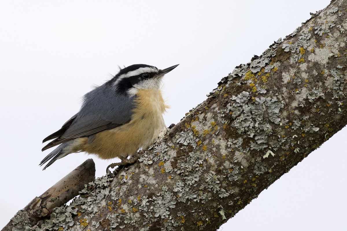 Red-breasted Nuthatch - ML325006191