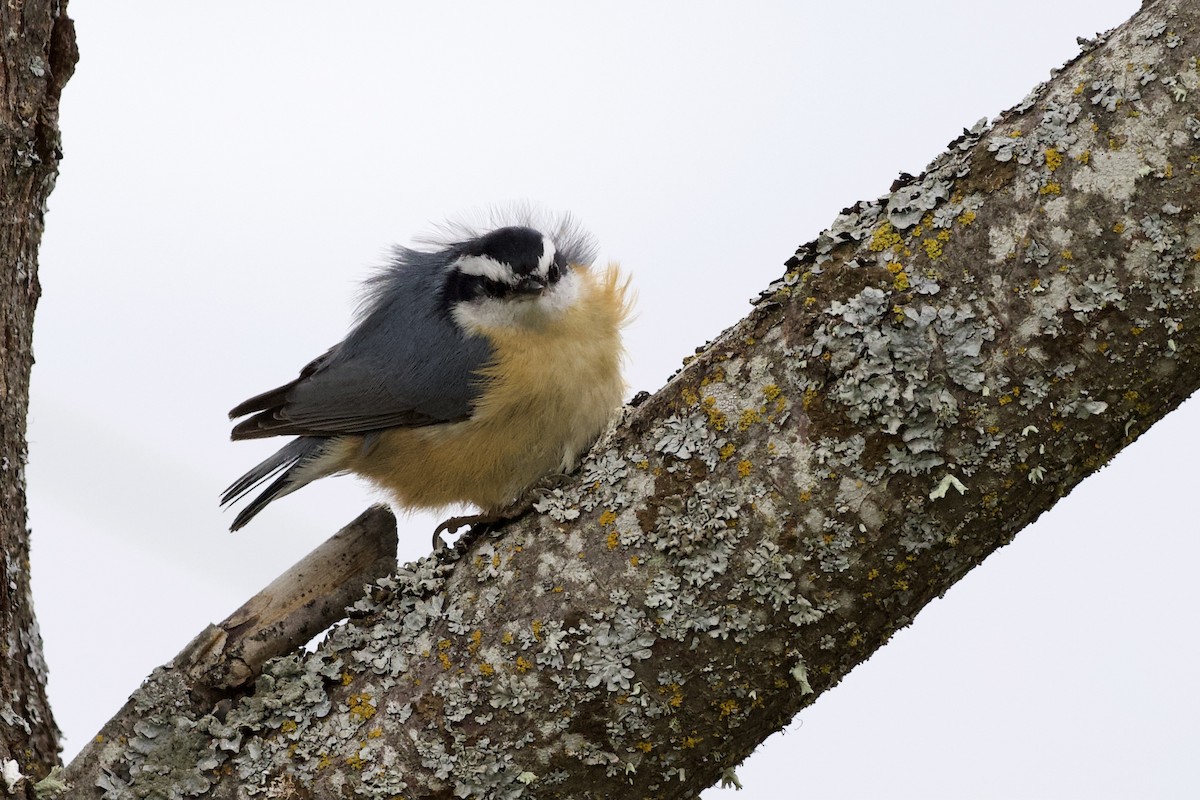 Red-breasted Nuthatch - ML325006211