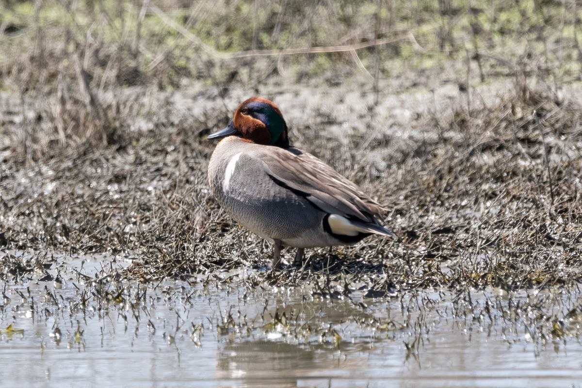 Green-winged Teal - ML325007191