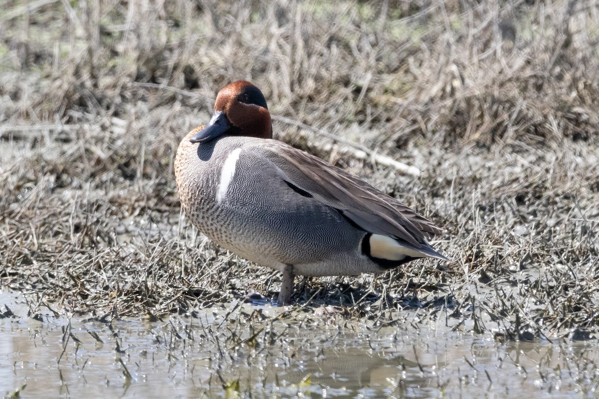 Green-winged Teal - Zed Chance