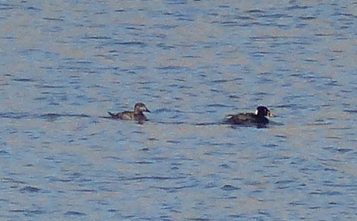 Surf Scoter - ML325007631