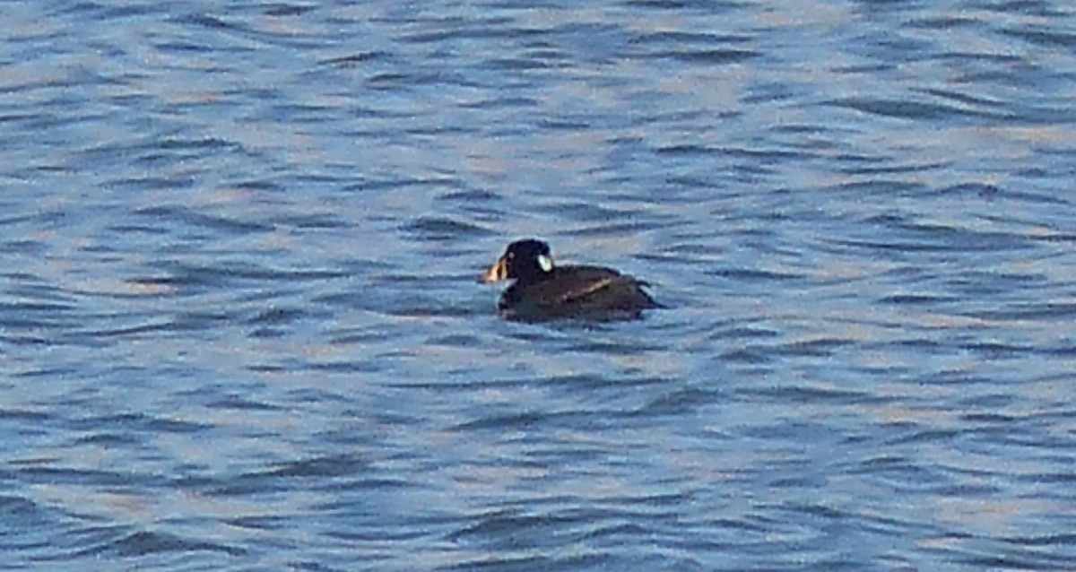 Surf Scoter - ML325007641