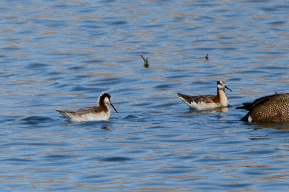 Wilson's Phalarope - T. Jay Adams