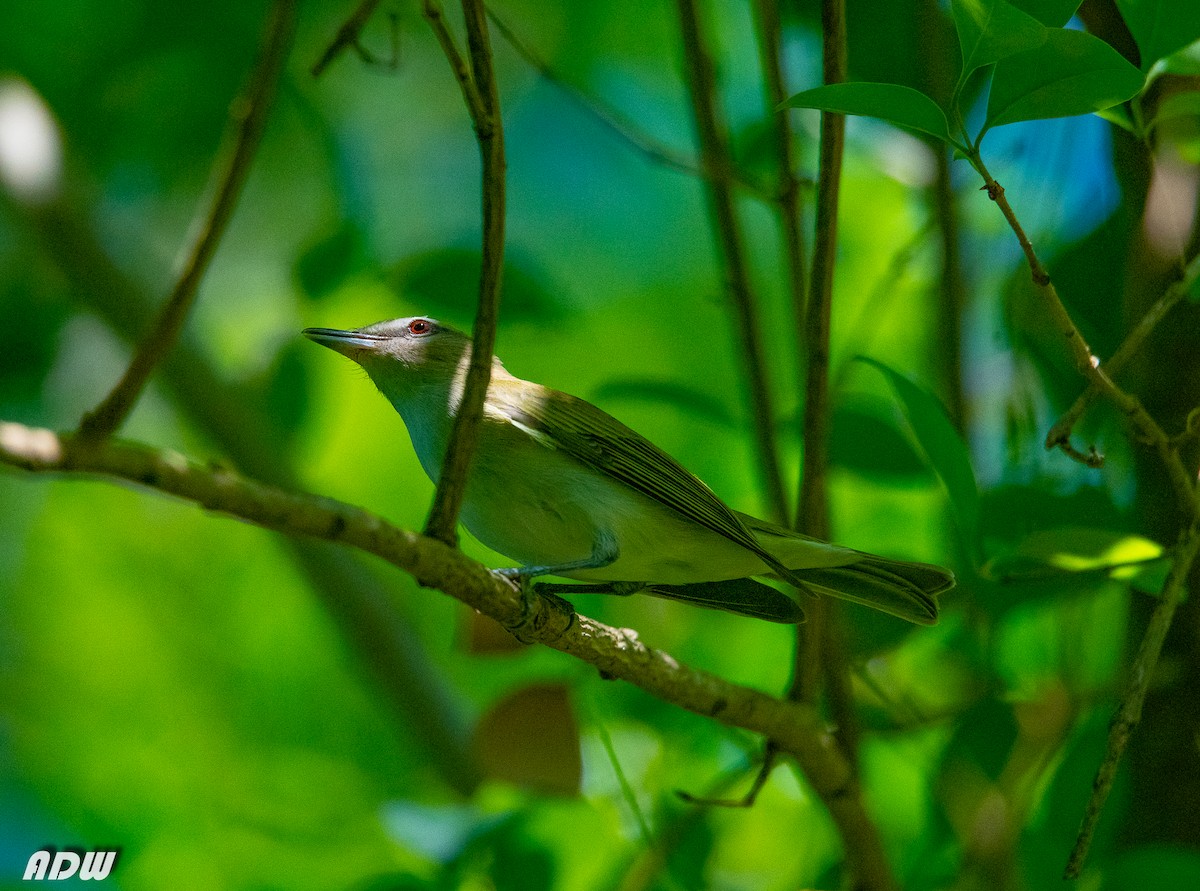 Red-eyed Vireo - ML325009711