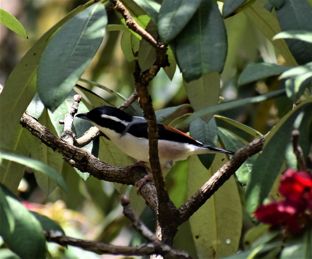 White-browed Shrike-Babbler (Himalayan) - SHIRISH GAJARALWAR