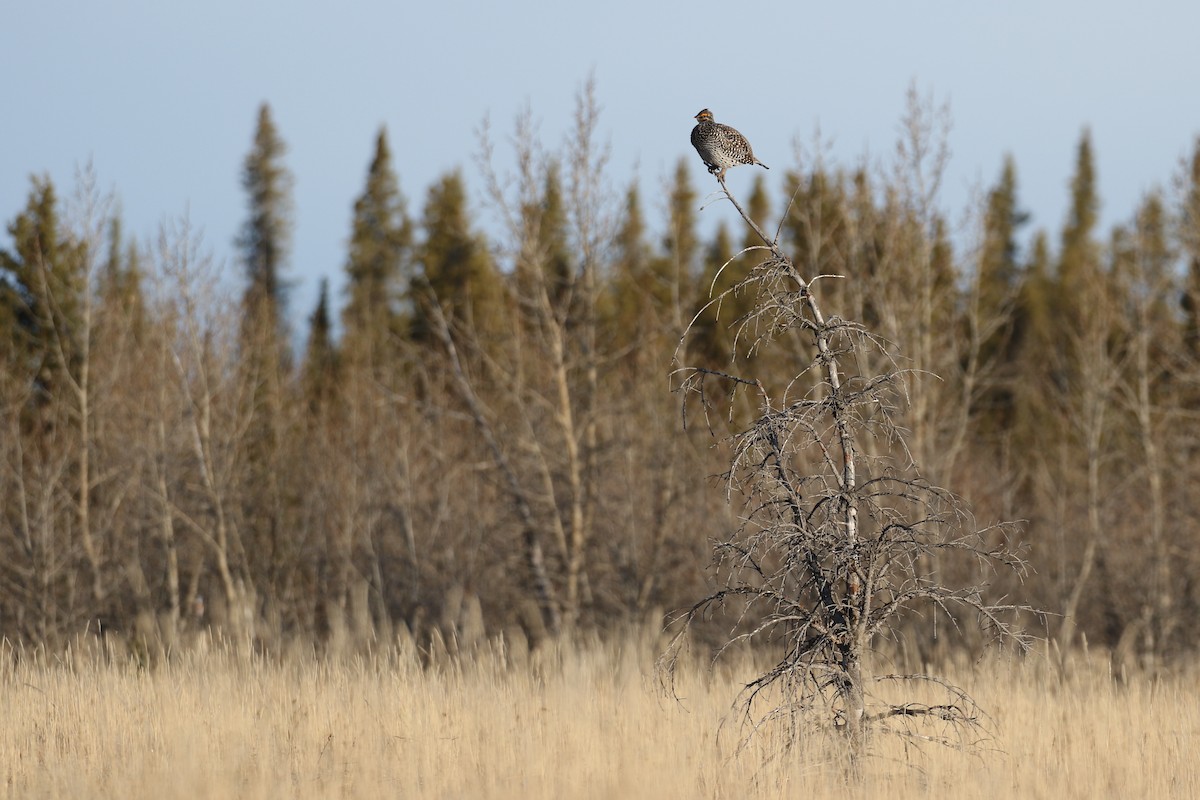 Sharp-tailed Grouse - ML325010501