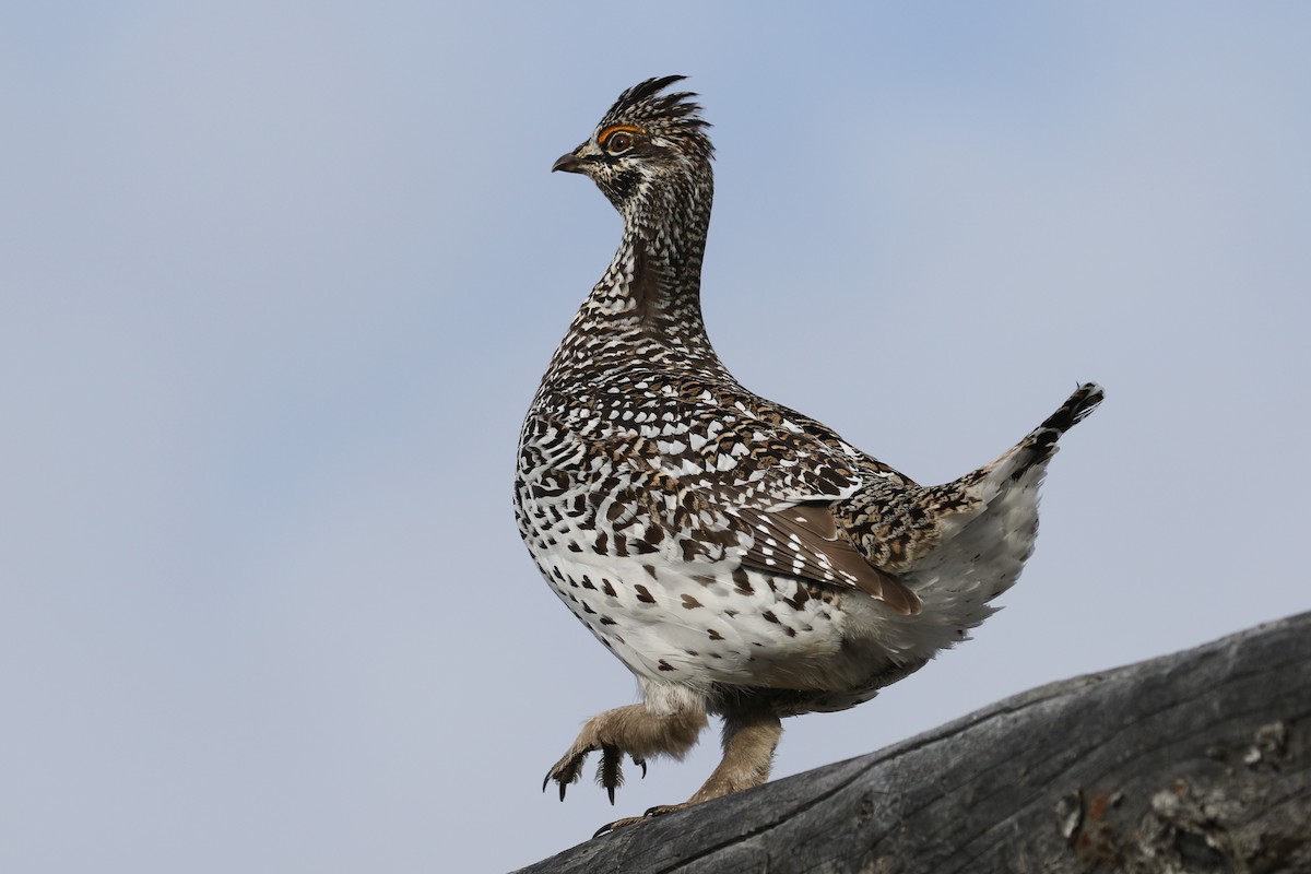 Sharp-tailed Grouse - ML325011311