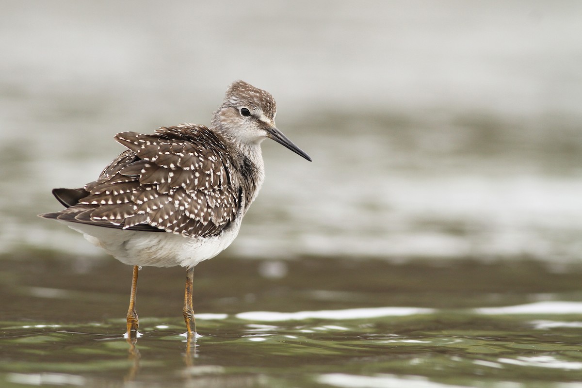 Lesser Yellowlegs - Evan Lipton