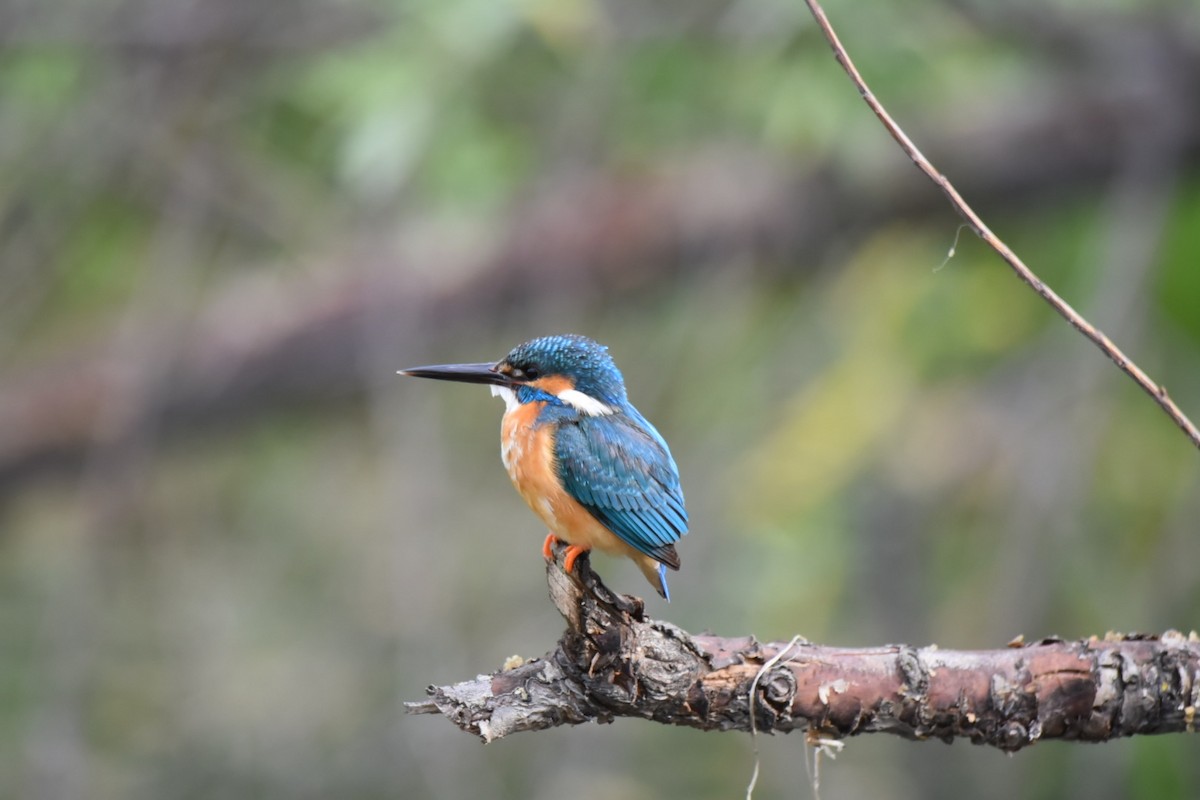 Common Kingfisher - Ansar Ahmad Bhat