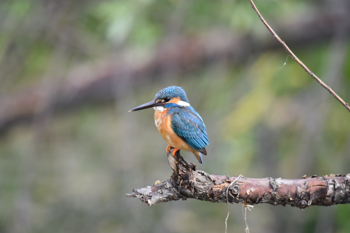 Common Kingfisher - Ansar Ahmad Bhat