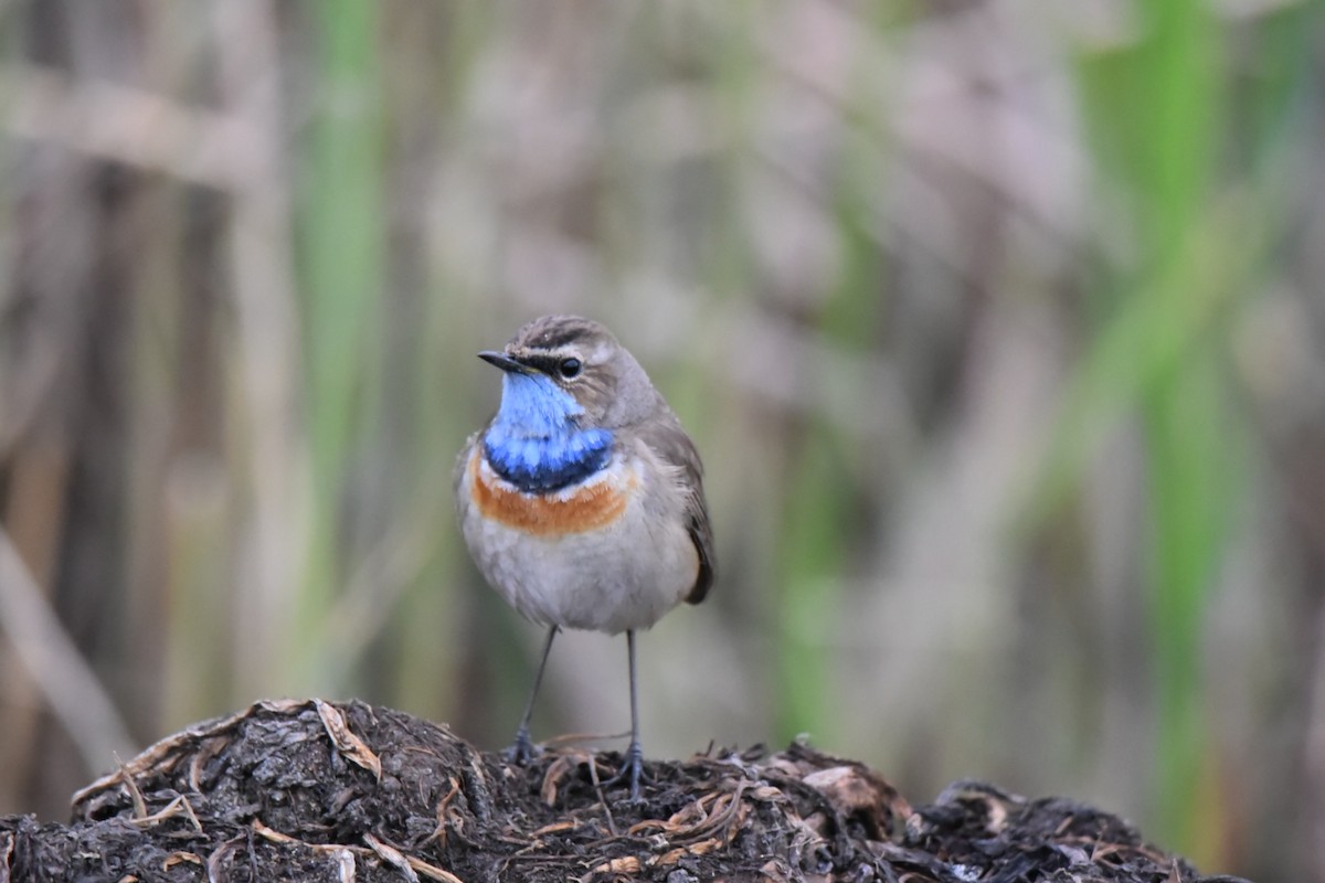 Bluethroat - ML325011611